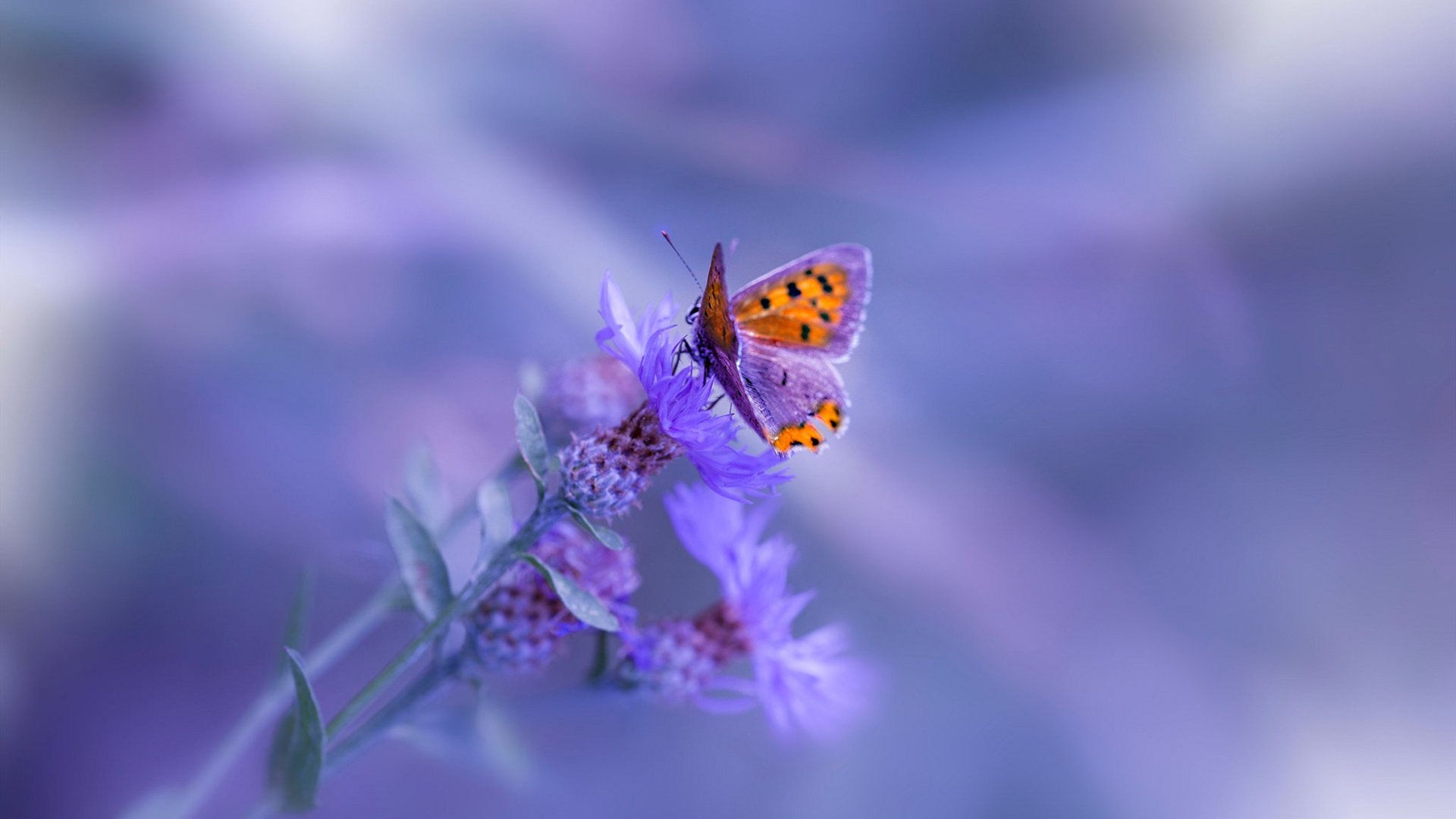 新王旧梦,当迈凯伦刺破银箭,那个幽灵让赛道颤栗