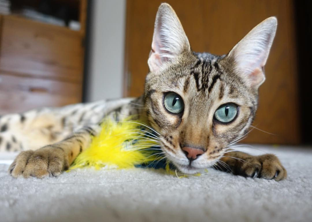 致敬传奇,续写新篇,广东队的浓眉时刻