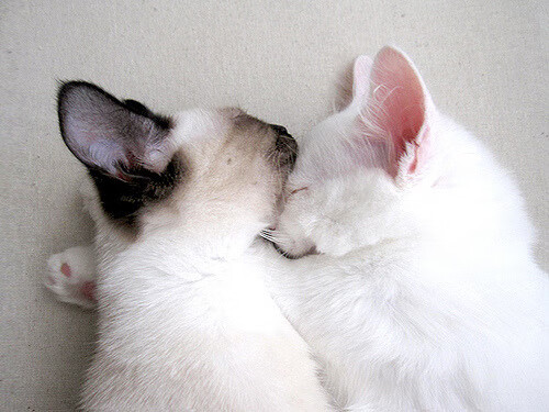 秘鲁血拼卡塔尔，法比尼奥的手术刀与绿茵沙场的慢性绞杀