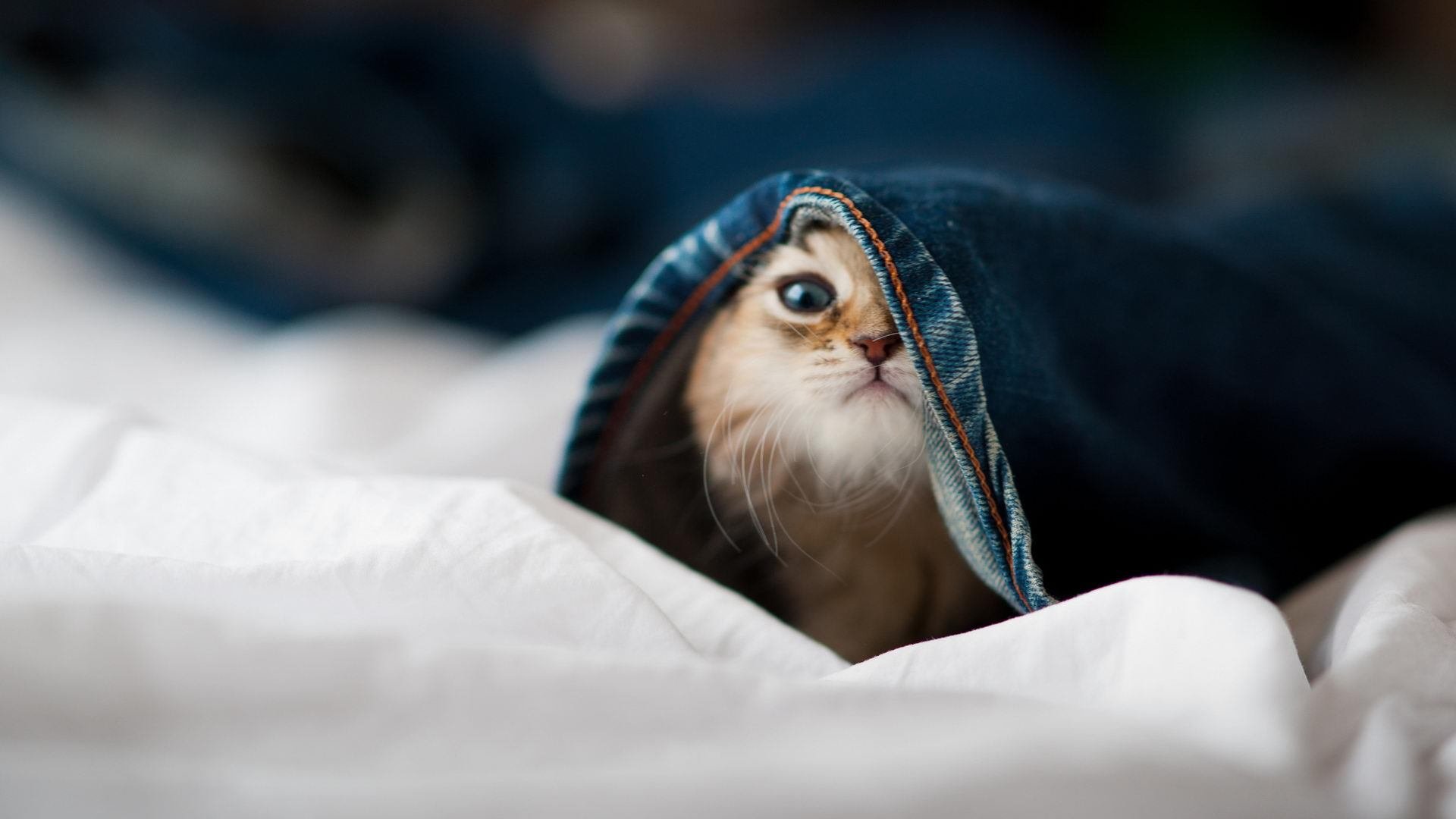 禁区魔术师,恩比德如何突破次元壁改写现代中锋定义