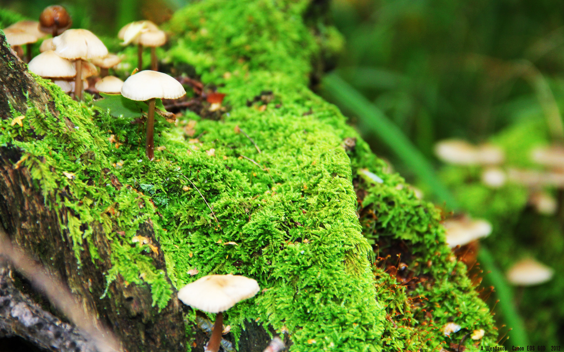 蓝鸢尾与赤道风暴的碰撞，卡瓦哈尔一击定乾坤