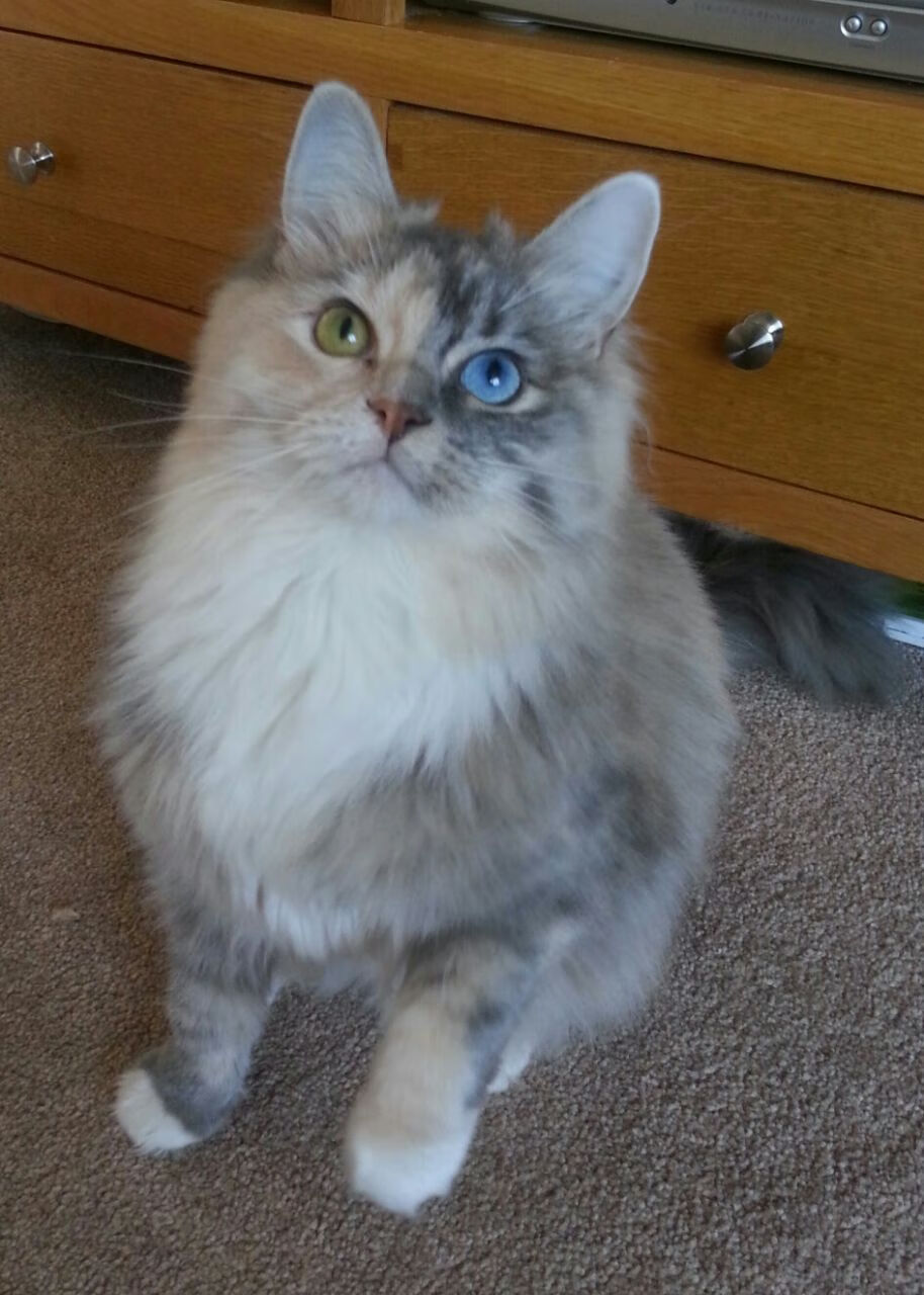 末节惊雷！库里关键三分击穿铁壁广厦，鹈鹕客场硬仗取胜