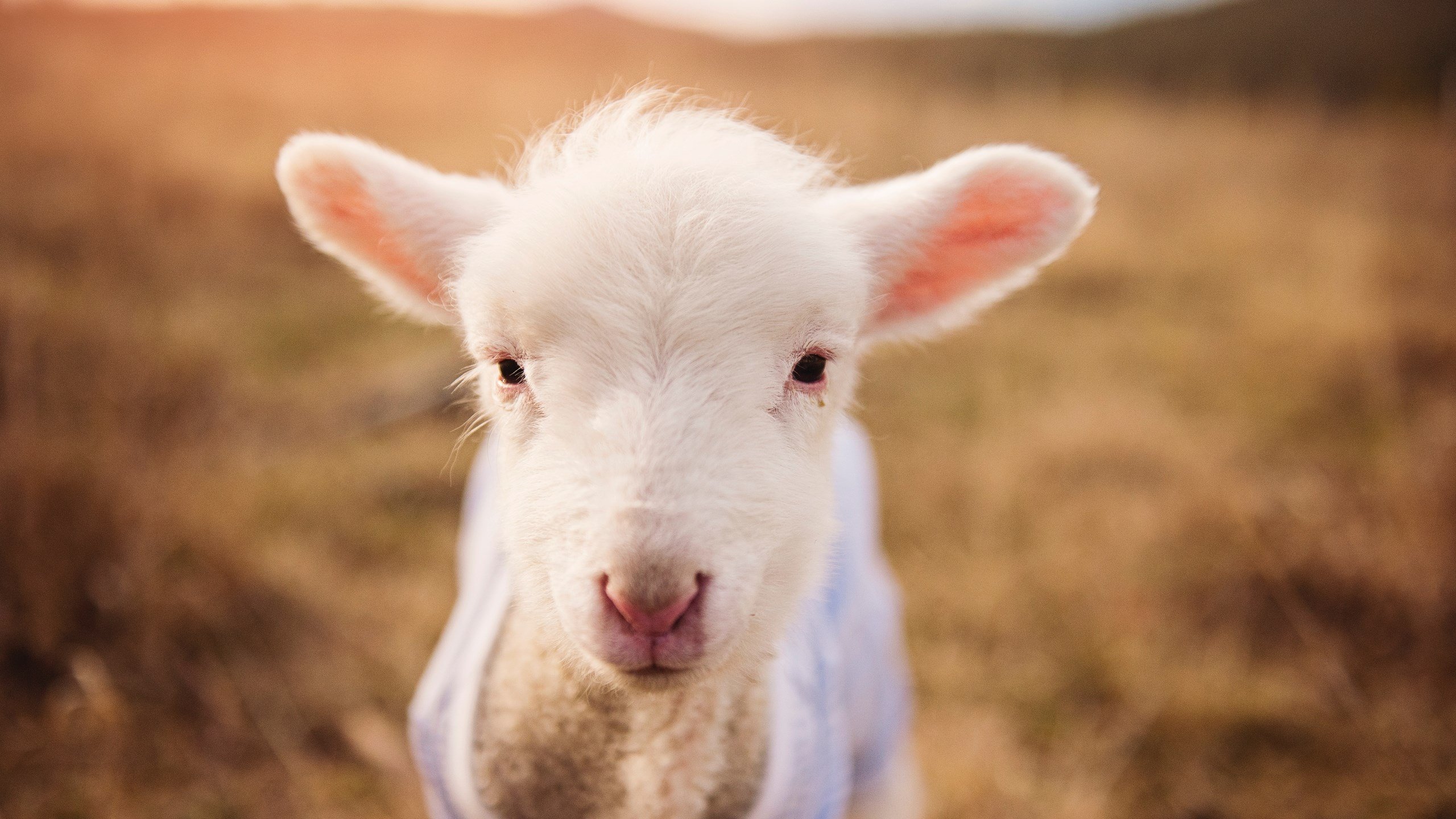 雪豹与棕熊—杜兰特的光环与灰熊的凶蛮