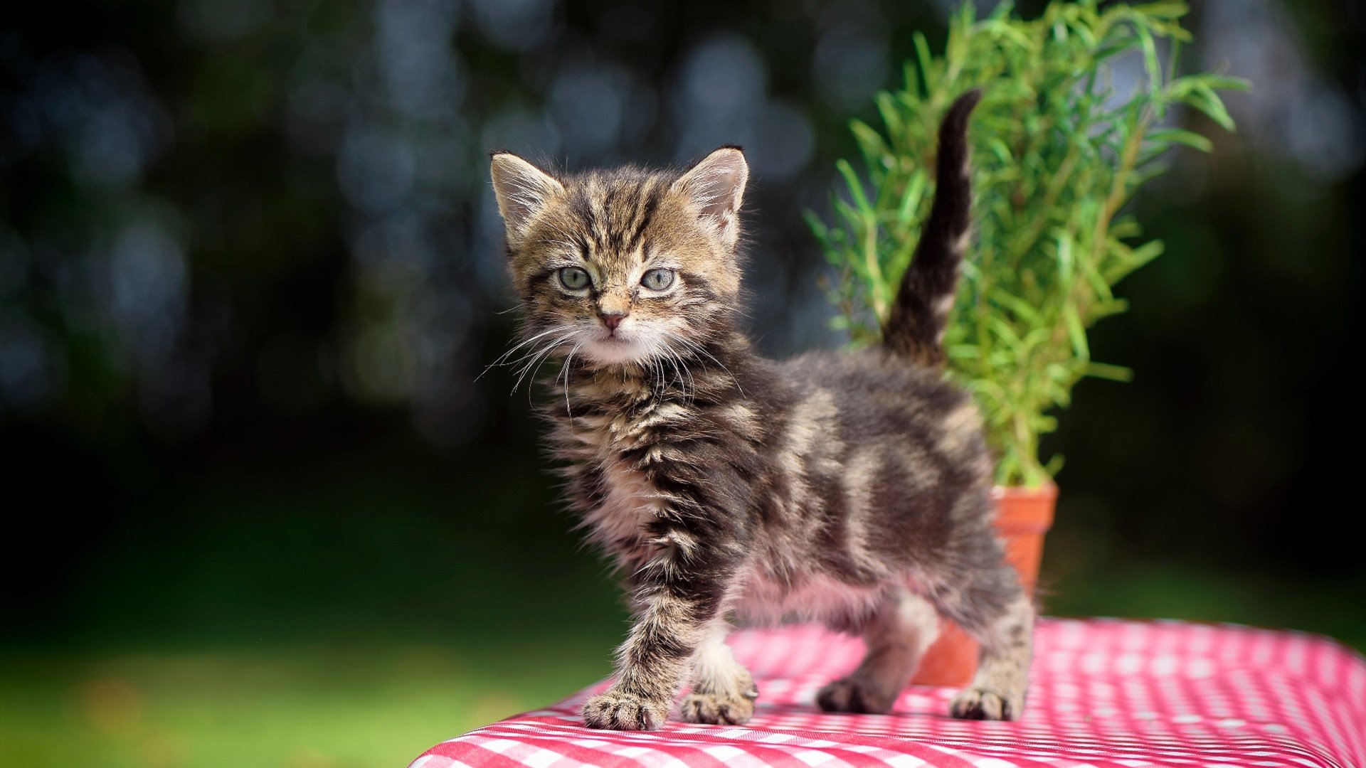 速度与力量的交响，森林狼在F1年度争冠焦点战的启示下打穿灰熊