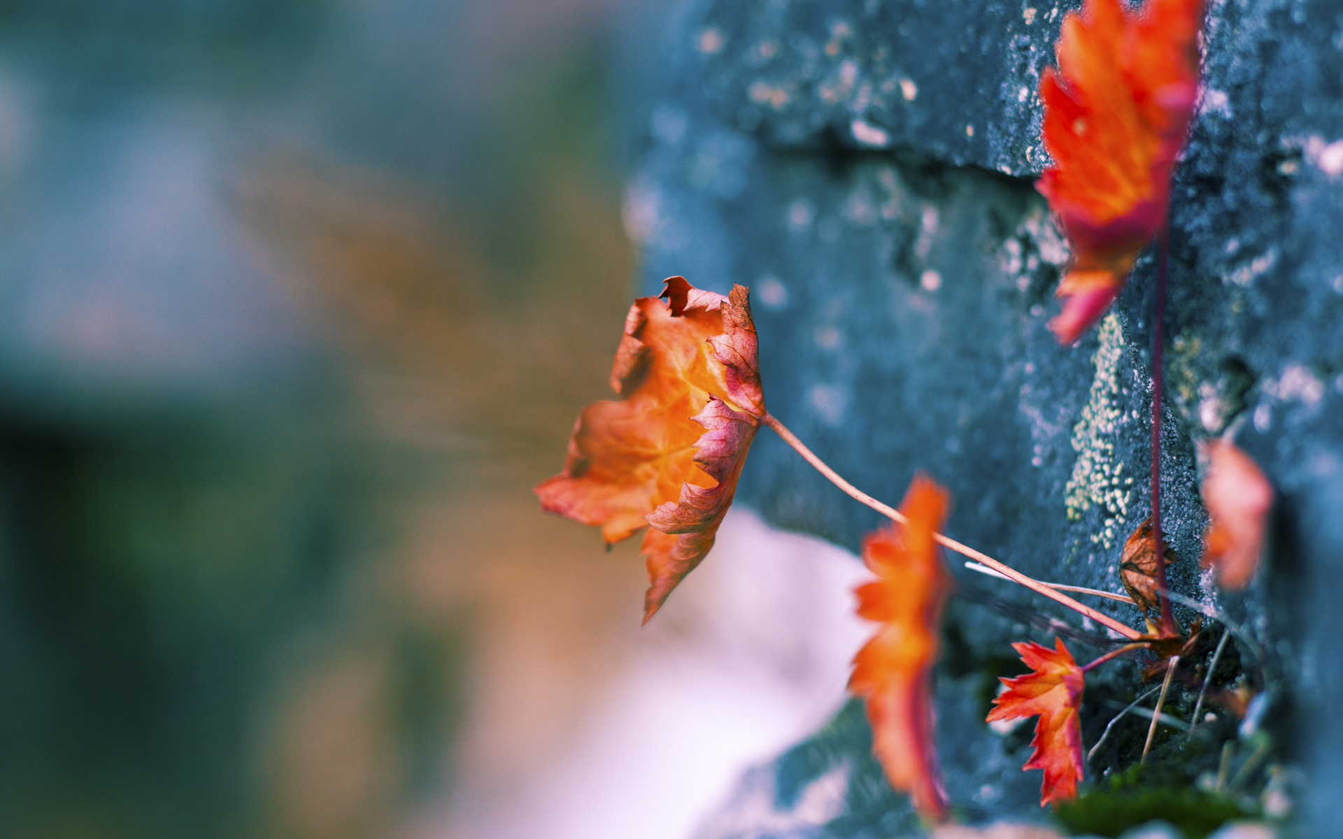 双重突破，伦纳德用实力打破质疑，火箭用团队粉碎狼群