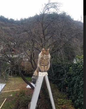 开云sport-绿茵与硬木，当C罗的热力点燃季后赛之夜