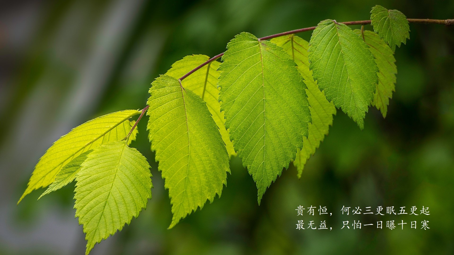 绝杀之夜,两重天地,2026世界杯四分之一决赛,日本绝杀印度,C罗不老传奇续写葡萄牙荣耀